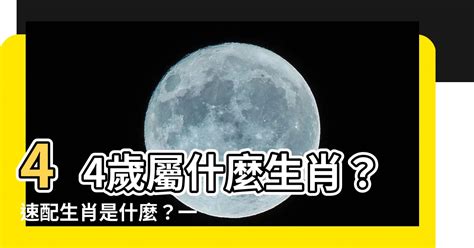 磁磚配色 44歲屬什麼生肖